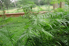 Calamus rotang
